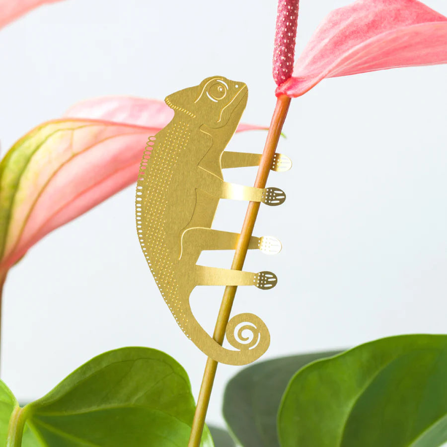 Chameleon - Plant Animal