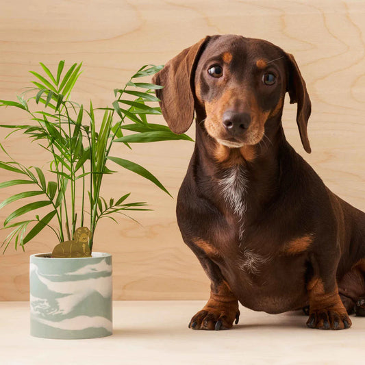 Daschund - Plant Animal