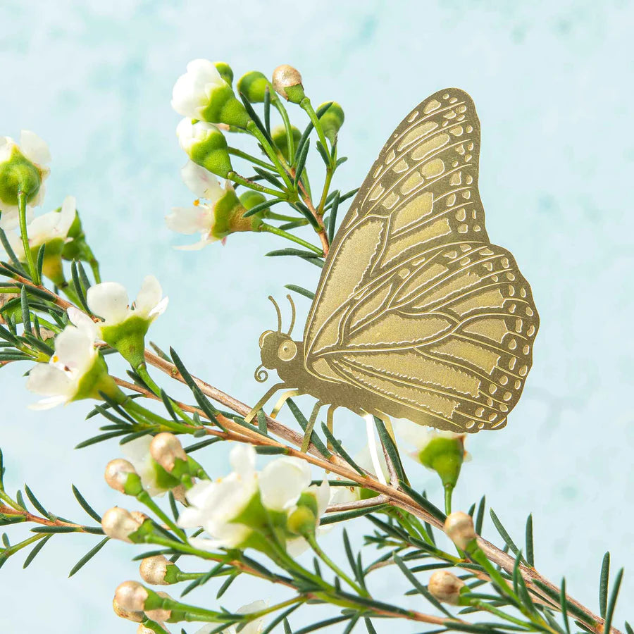 Butterfly - Plant Animal