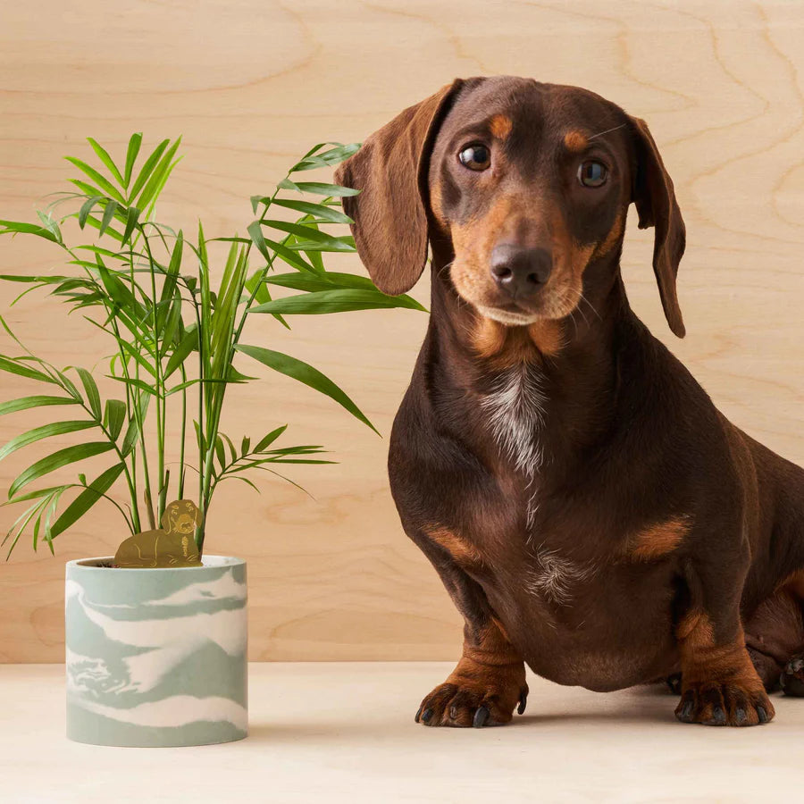 Daschund - Plant Animal