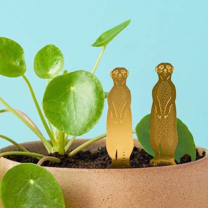 Meerkat - Plant Animal